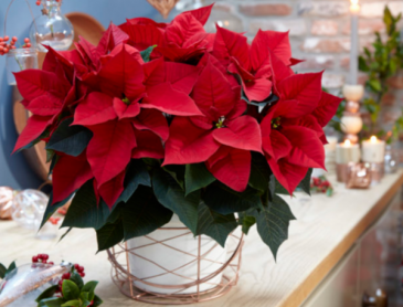 Poinsettia TOP SELLER  in Kirtland, OH | Kirtland Flower Barn