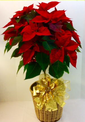 Poinsettia topiary in Troy, MI | DELLA'S MAPLE LANE FLORIST Poinsettia topiary in Troy, MI | DELLA'S MAPLE LANE FLORIST