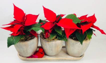 Poinsettia Trio