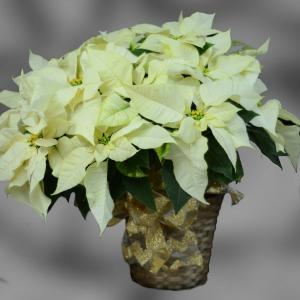 Large Poinsettia  Blooming Plant