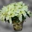 Large Poinsettia  Blooming Plant