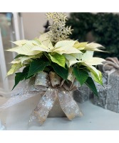 Poinsettia Plant - White in a Container 