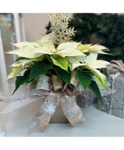 Poinsettia Plant - White in a Container 