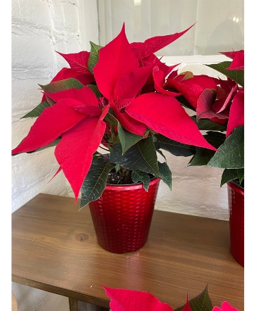 Poinsettia With Pot   in Richfield, UT | Lily's Floral & Gift