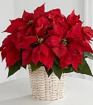 Poinsettia