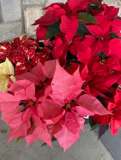 Fresh Greenhouse Poinsettias 