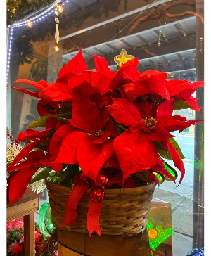 Poinsettias  