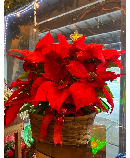 Poinsettias  