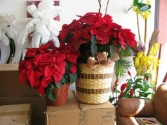 Poinsettias  Basket