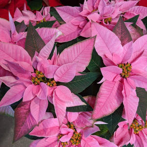 Poinsettias Blooming Plant in Southern Pines, NC | Hollyfield Design Inc. Poinsettias Blooming Plant in Southern Pines, NC | Hollyfield Design Inc.