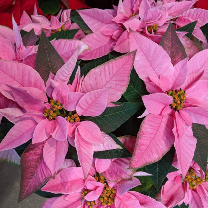 Poinsettias Blooming Plant