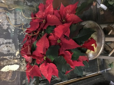 Poinsettias Christmas