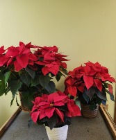 Poinsettias in basket with bows 