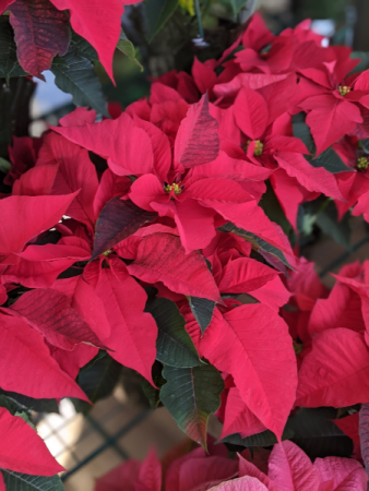 Poinsettias Live Plant in New Castle, IN | WEILAND'S FLOWERS Poinsettias Live Plant in New Castle, IN | WEILAND'S FLOWERS