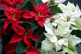 Poinsettias of all colors Poinsettias