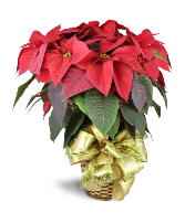 Poinsettias Plants