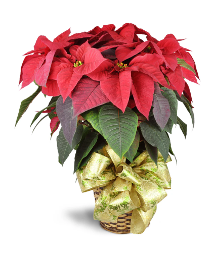 Poinsettias Plants