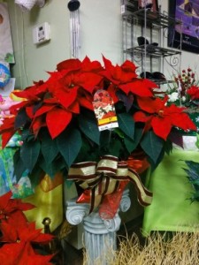 Poinsettias SALE Poinsettias