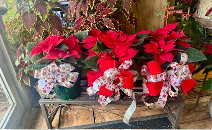 POINSETTIAS TRIO LIVE HOUSE PLANT