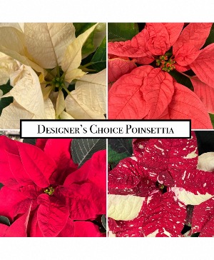 DESIGNER'S CHOICE POINSETTIA 