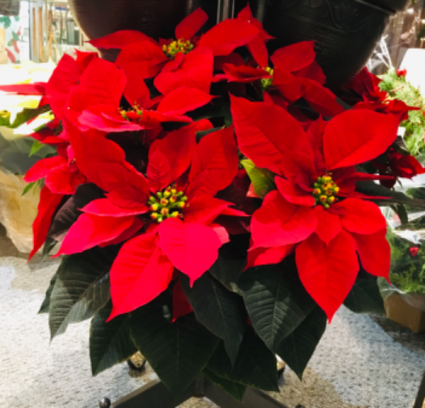 Pointsettia 6 inch  Christmas 