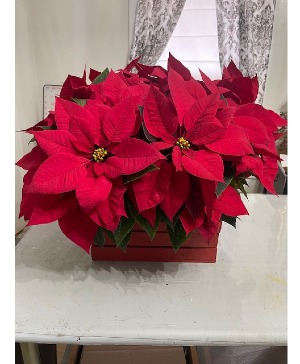 Pointsettia box with four 6" pointsettias ONE LEFT!!!!!!