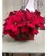 Pointsettia box with four 6" pointsettias ONE LEFT!!!!!!