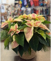 Pointsettia Cream Tones Pointsettia