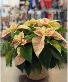 Pointsettia Cream Tones Pointsettia
