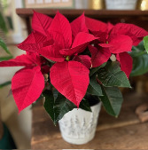 Pointsettia In Metal Designer Pot 