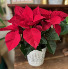 Pointsettia In Metal Designer Pot 