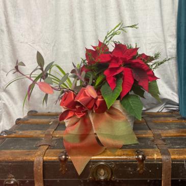 Pointsettia Peanut Planter Christmas Arrangement in Brentwood Bay, BC | PETALS N BUDS BRENTWOOD BAY FLORIST Pointsettia Peanut Planter Christmas Arrangement in Brentwood Bay, BC | PETALS N BUDS BRENTWOOD BAY FLORIST
