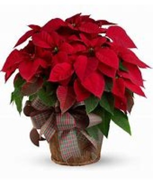 Pointsettia Plants  plant