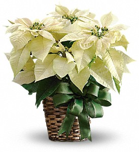 White Poinsettia Holiday Plant