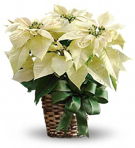White Poinsettia  Holiday Plant