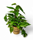 Pole Golden Pothos 