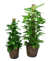 Pole Ivy plants