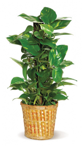 Pole Ivy (Pothos) Green plant