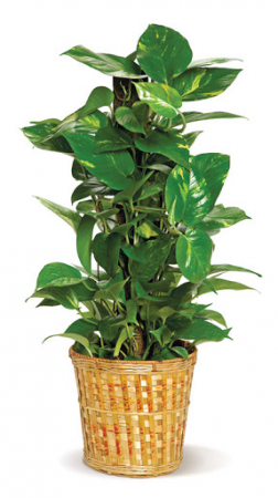 Pole Ivy (Pothos) Green plant