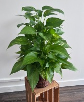 Pole Pothos 