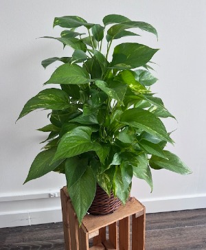 Pole Pothos 