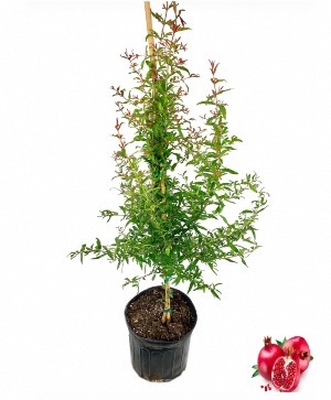 Pomegranate Tree Citrus Plant