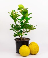 Ponderosa Lemon Citrus Tree