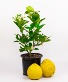 Ponderosa Lemon Citrus Tree