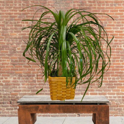 Pony Tail Palm in basket