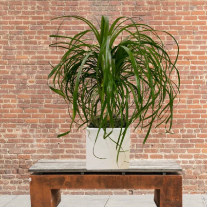Pony Tail Palm in pottery