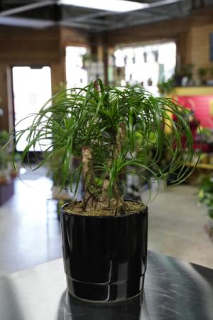 Pony Tail Palm  Large Plant  in South Milwaukee, WI | PARKWAY FLORAL INC.