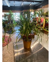 Pony Tail Palm Non-Toxic Plant
