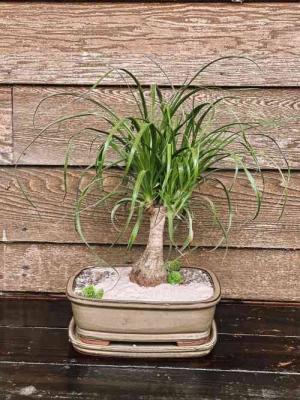 Pony Tail Palm Plant in Iowa City, IA | Every Bloomin' Thing Pony Tail Palm Plant in Iowa City, IA | Every Bloomin' Thing