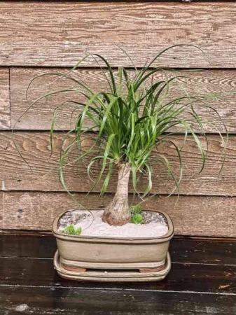 Pony Tail Palm Plant